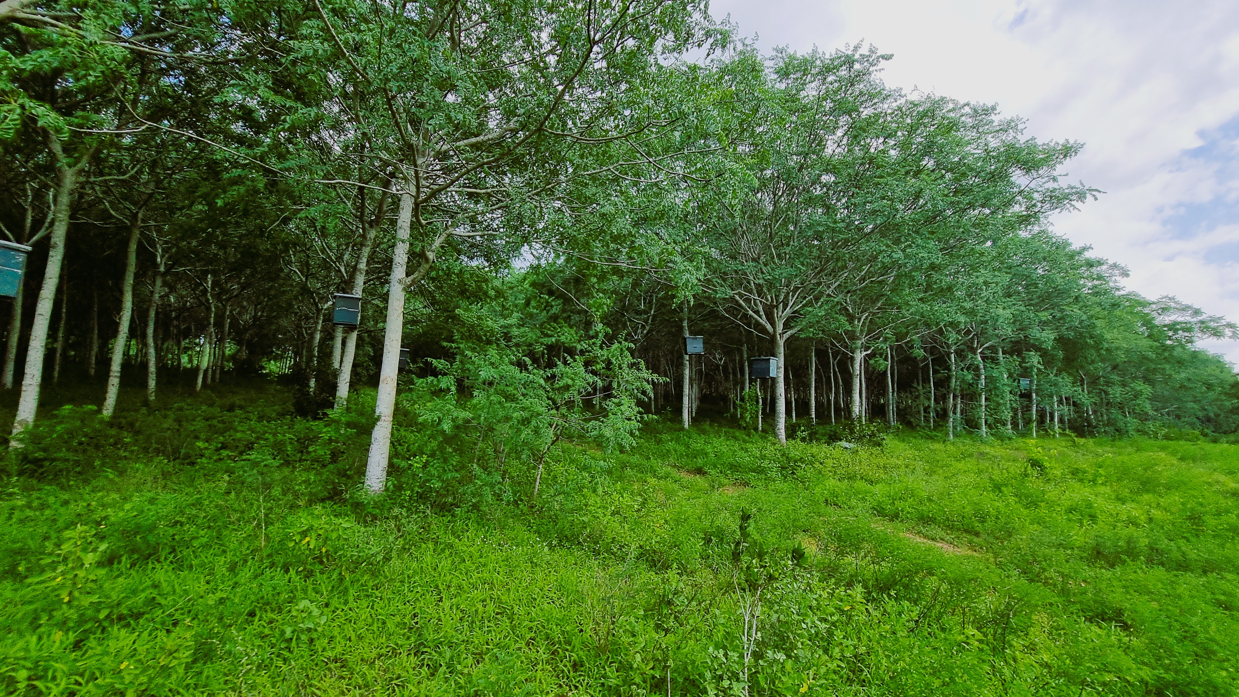 Nyongoro Plantation