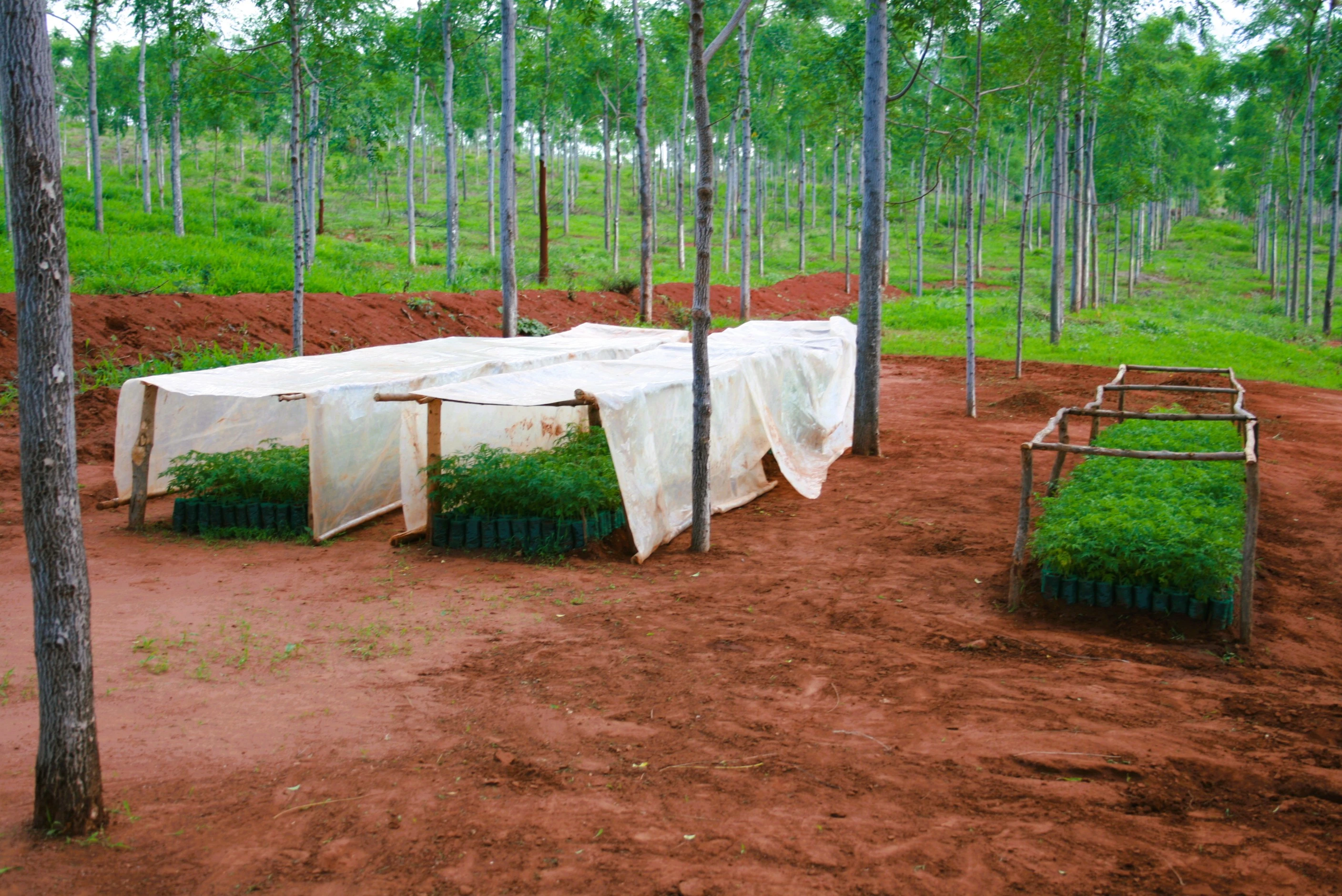 Tree planting
