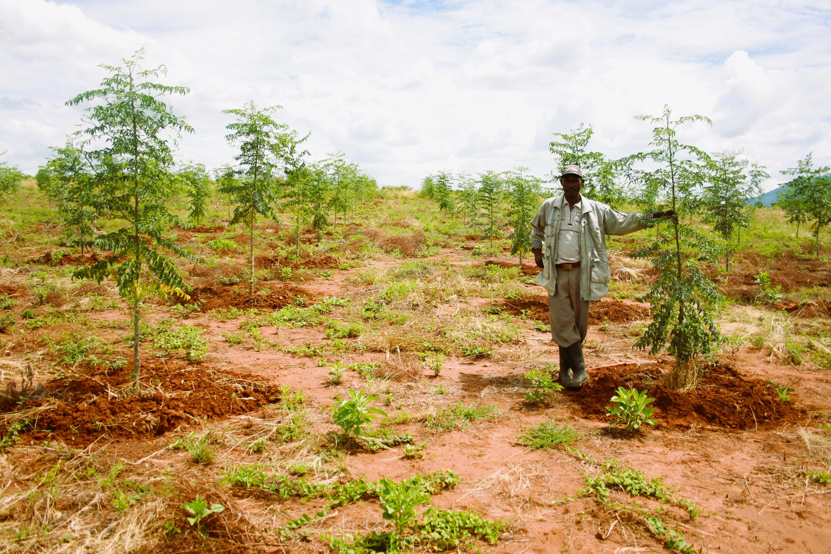 Kiambere Agroforestry Project