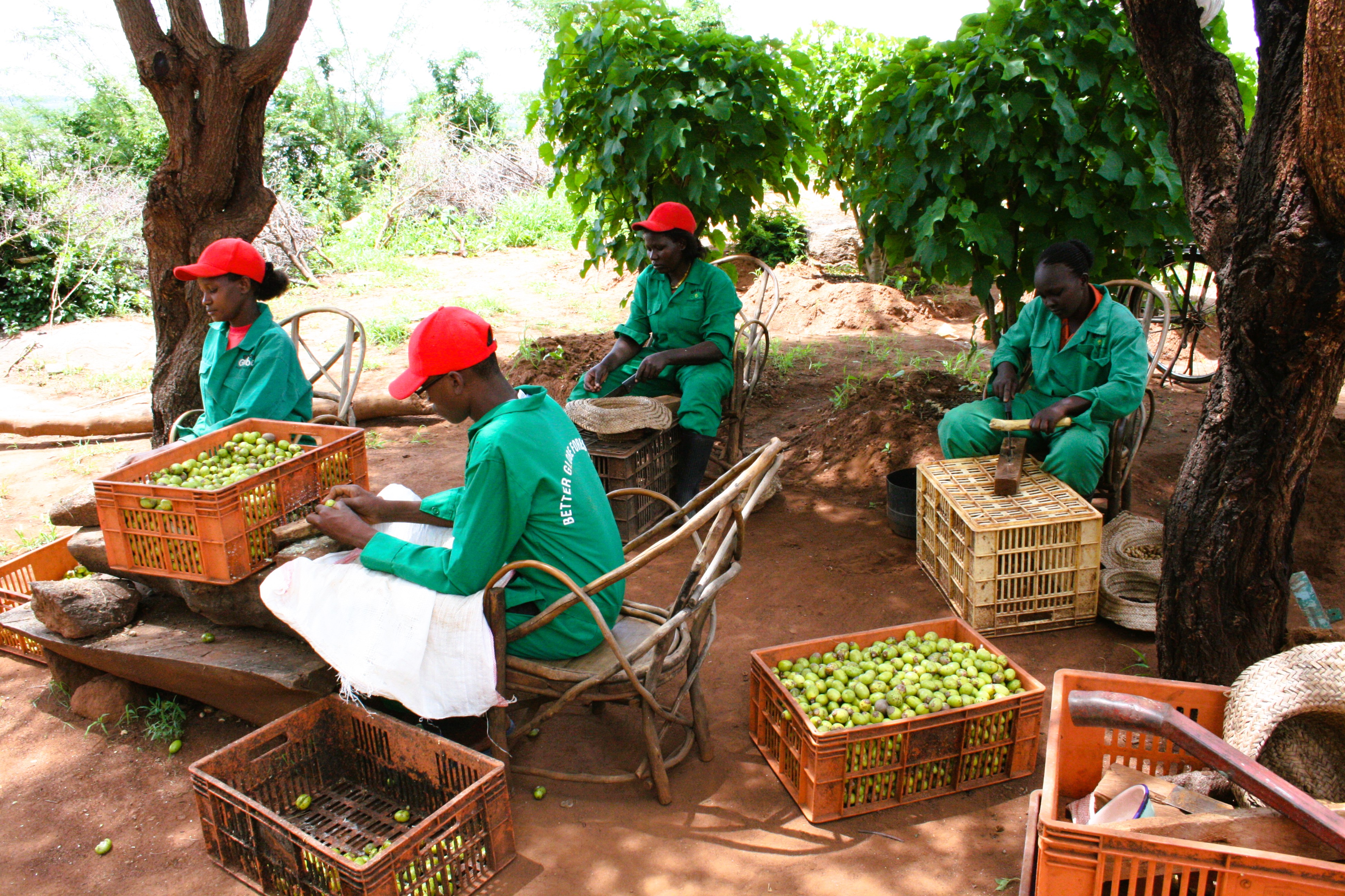 Farmers working