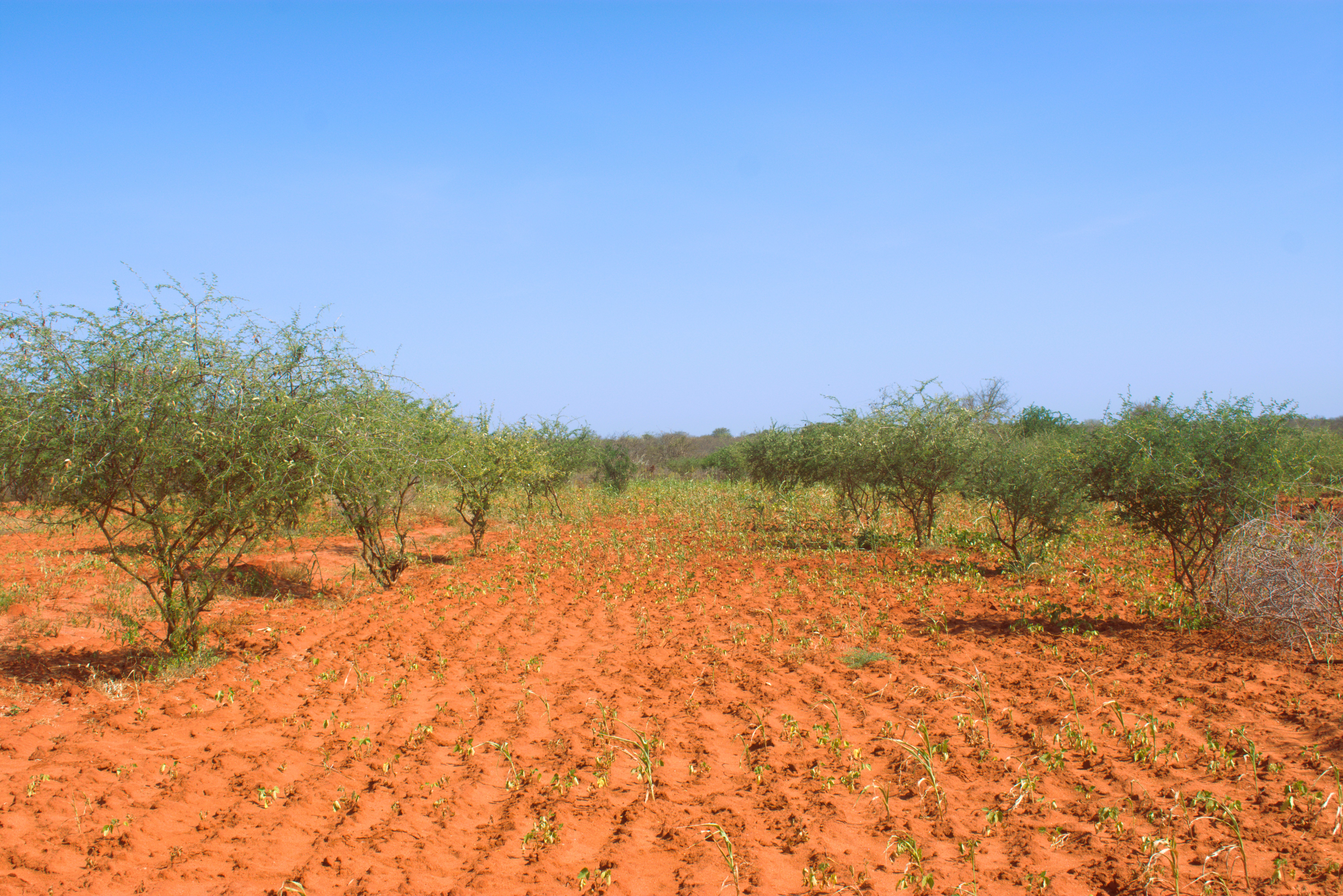 Landscape restoration